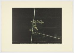 Serie jardines I, 2014, Carlos Morago