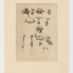 Atlas de Anatomía (VI)
