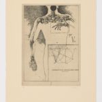 Atlas de Anatomía (VII)