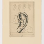 Atlas de Anatomía (XII)