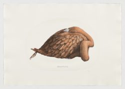 Phoenicopterus ruber, 2019, Jesús Brea