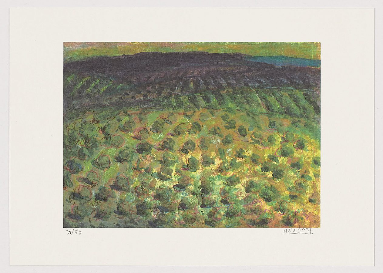 Olivos junto a Cerro Negro, 2019, Miguel Viribay