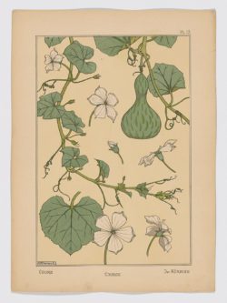 Courge Pl.13, 1896, Maurice Pillard Verneui