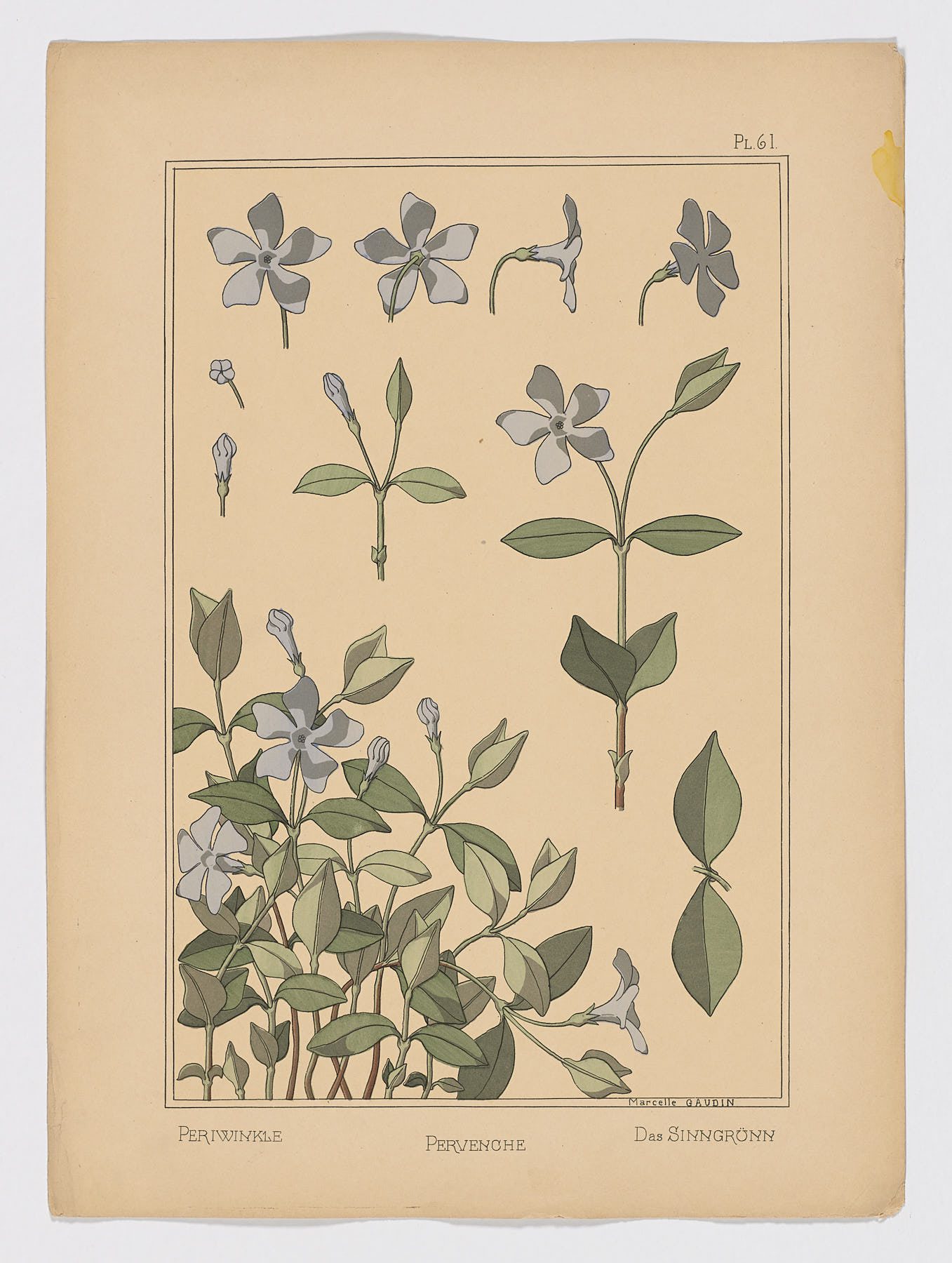 Pervenche Pl.61, 1896, Marcelle Gaudin
