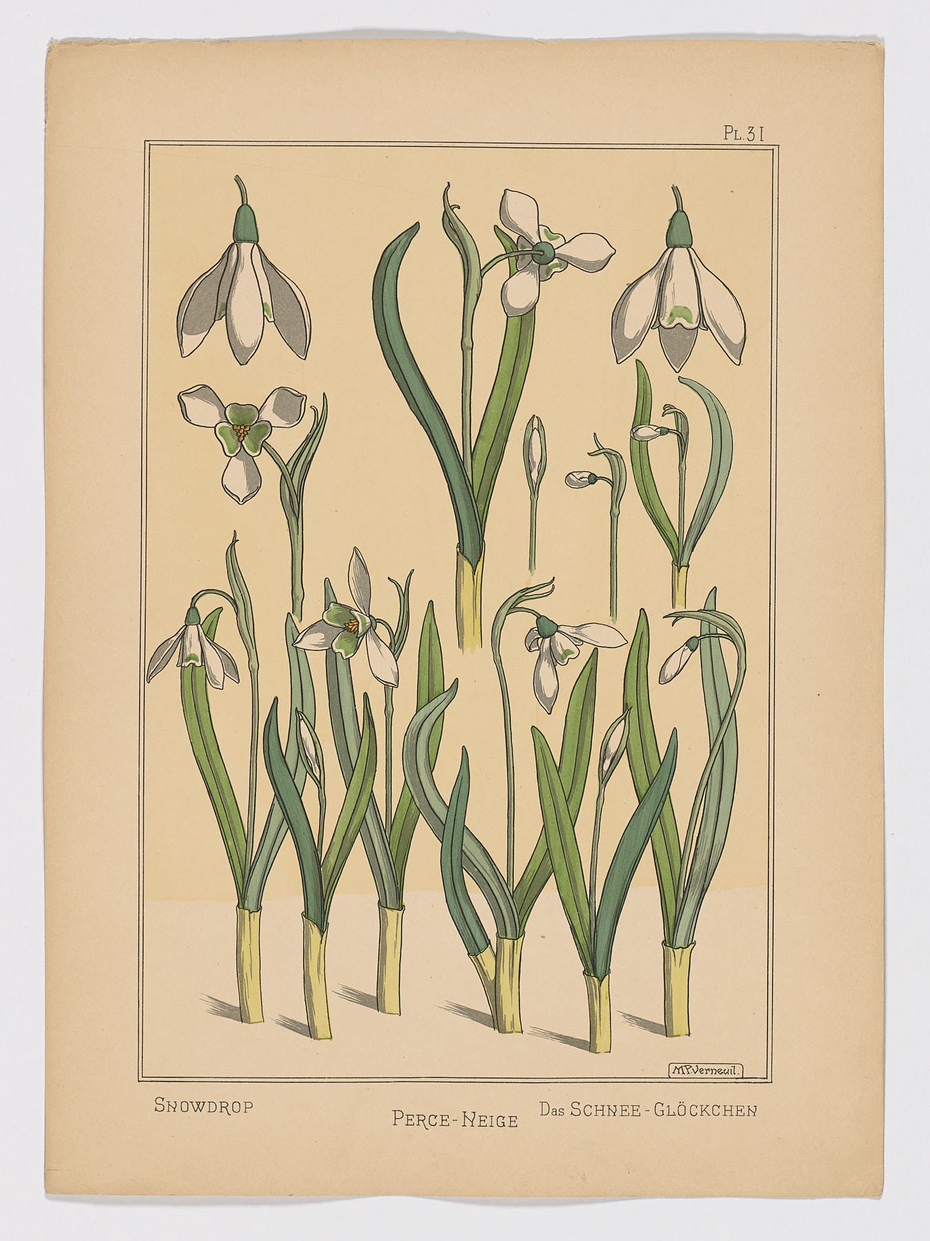 Perce-neige Pl.31, 1896, Maurice Pillard Verneuil