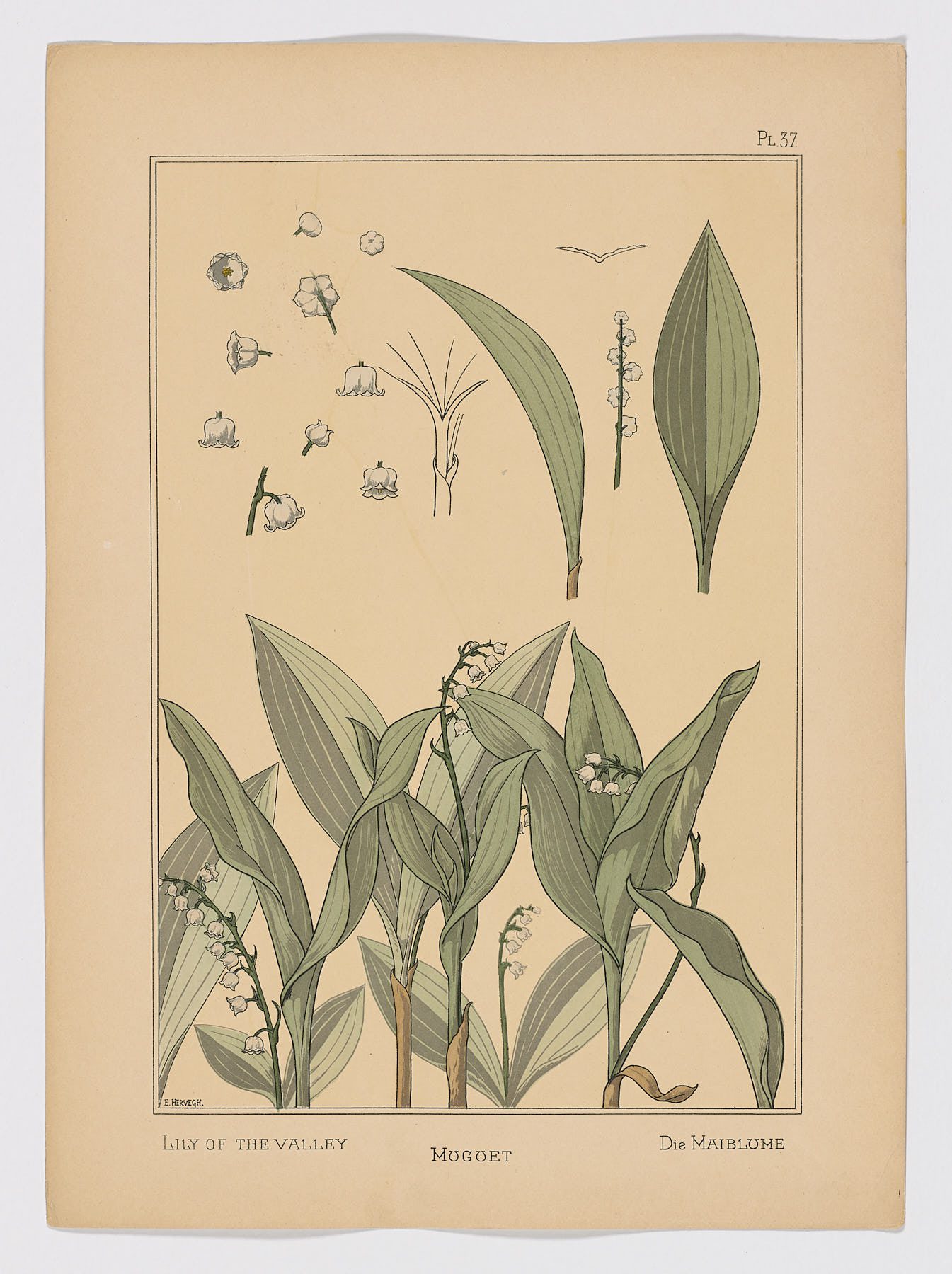Muguet Pl.37, 1896, Hervegh, E.
