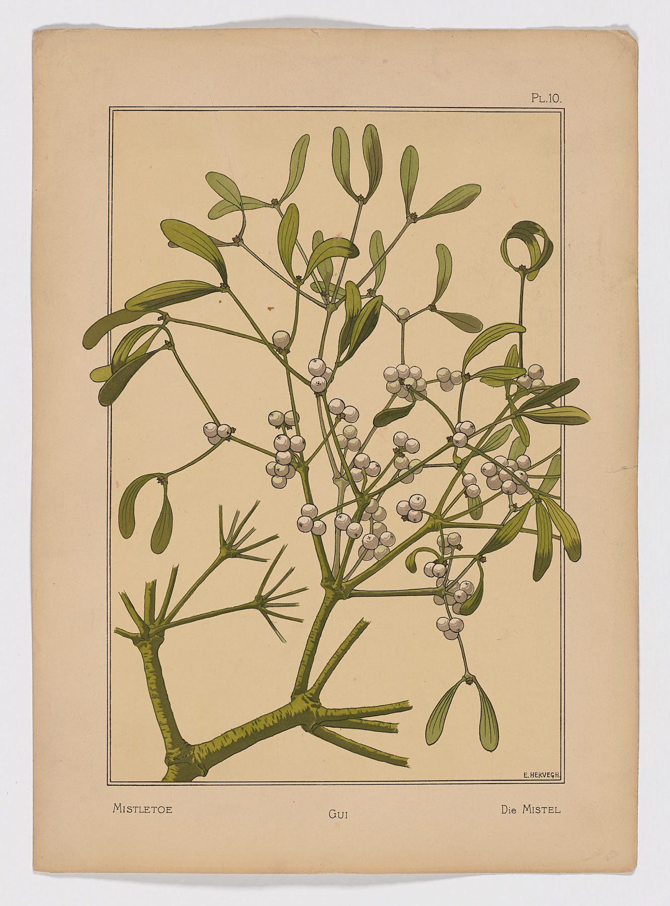 Gui Pl.10, 1896, Hervegh, E.