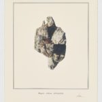 Rupes oleas silvestris