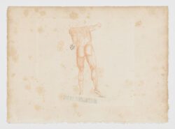 Anatomie du gladiateur combattant applicable aux beaux arts, 1812, Jean-Galbert Salvage