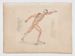 Anatomie du gladiateur combattant applicable aux beaux arts, 1812, Jean-Galbert Salvage