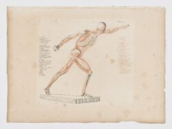 Anatomie du gladiateur combattant applicable aux beaux arts, 1812, Jean-Galbert Salvage