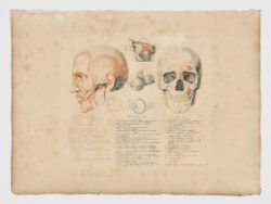 Anatomie du gladiateur combattant applicable aux beaux arts, 1812, Jean-Galbert Salvage