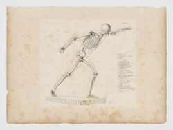 Anatomie du gladiateur combattant applicable aux beaux arts, 1812, Jean-Galbert Salvage