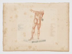 Anatomie du gladiateur combattant applicable aux beaux arts, 1812, Jean-Galbert Salvage