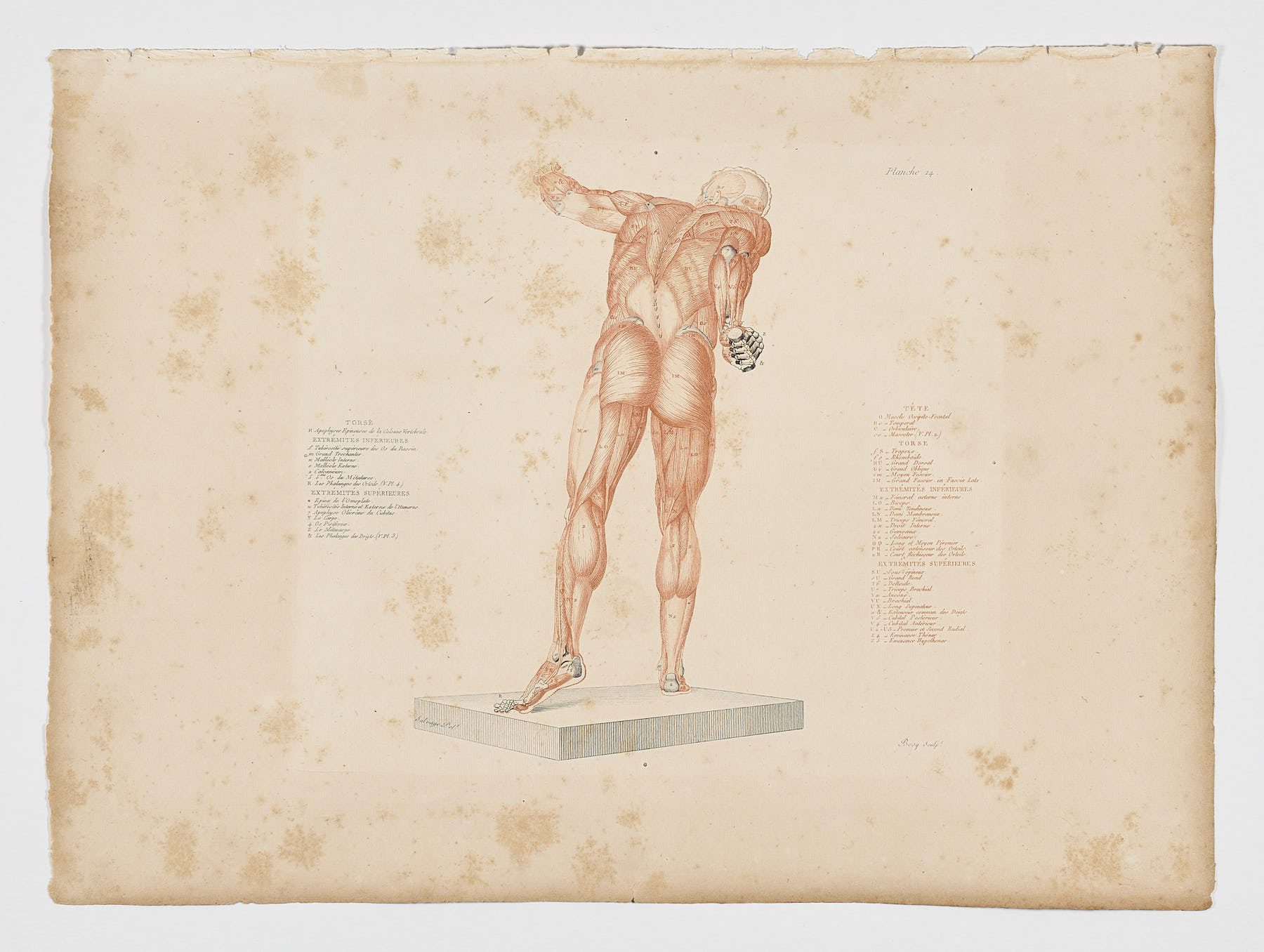 Anatomie du gladiateur combattant applicable aux beaux arts, 1812, Jean-Galbert Salvage