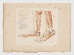 Anatomie du gladiateur combattant applicable aux beaux arts, 1812, Jean-Galbert Salvage