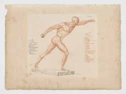 Anatomie du gladiateur combattant applicable aux beaux arts, 1812, Jean-Galbert Salvage