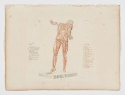 Anatomie du gladiateur combattant applicable aux beaux arts, 1812, Jean-Galbert Salvage