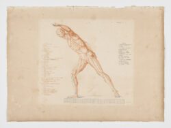 Anatomie du gladiateur combattant applicable aux beaux arts, 1812, Jean-Galbert Salvage