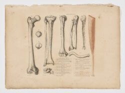 Anatomie du gladiateur combattant applicable aux beaux arts, 1812, Jean-Galbert Salvage