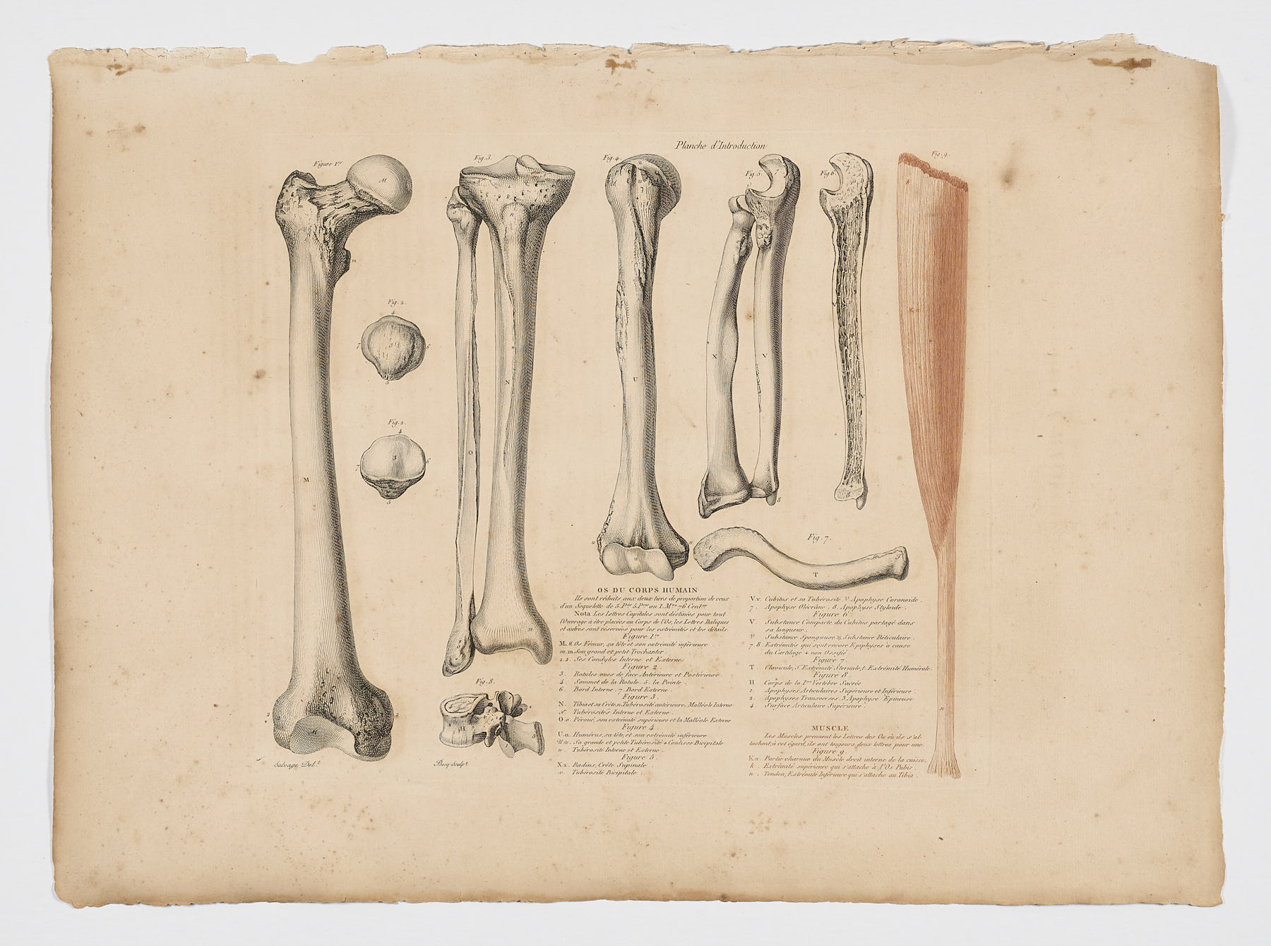 Anatomie du gladiateur combattant applicable aux beaux arts, 1812, Jean-Galbert Salvage
