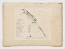 Anatomie du gladiateur combattant applicable aux beaux arts, 1812, Jean-Galbert Salvage