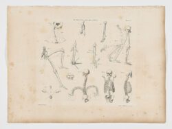 Anatomie du gladiateur combattant applicable aux beaux arts, 1812, Jean-Galbert Salvage