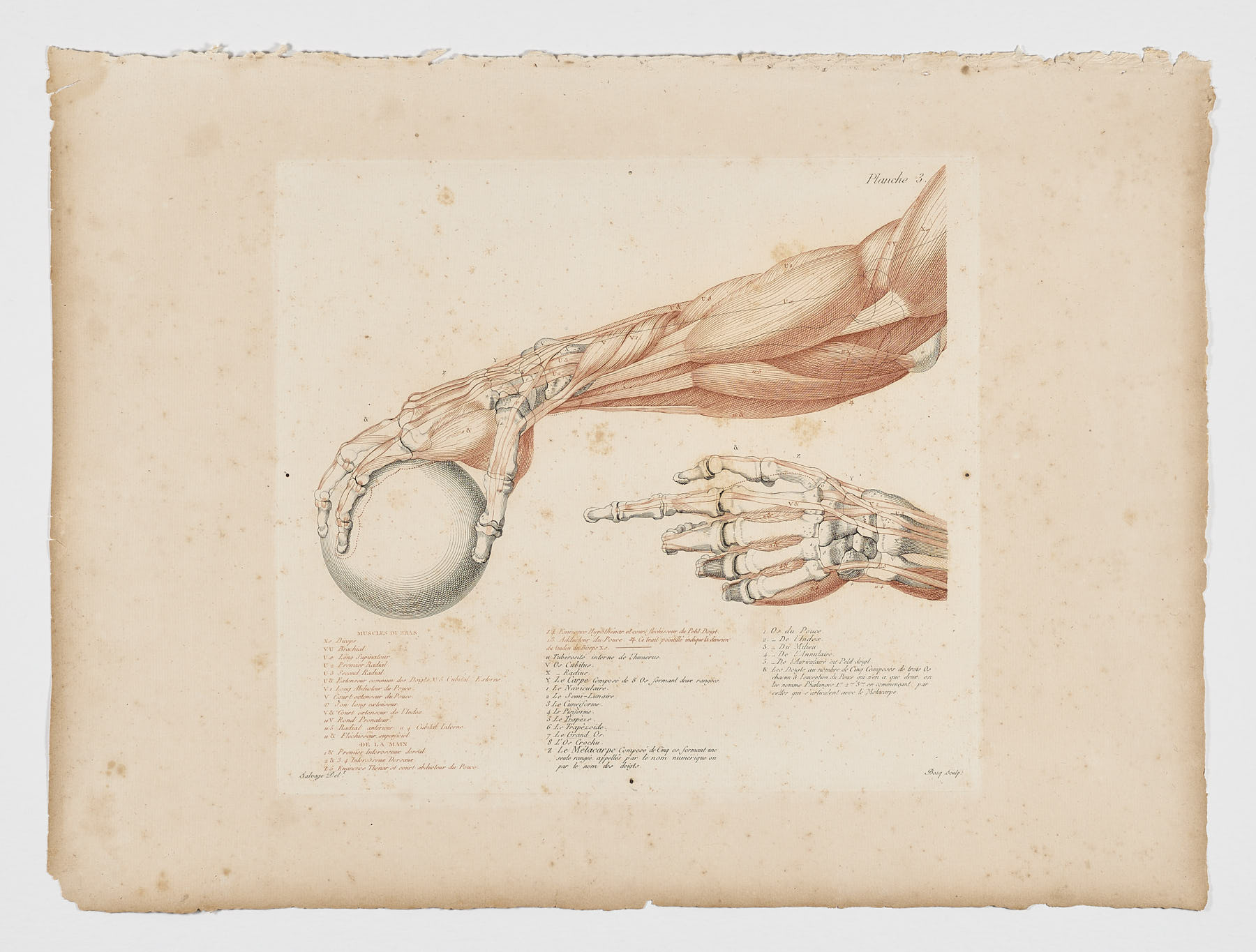 Anatomie du gladiateur combattant applicable aux beaux arts, 1812, Jean-Galbert Salvage
