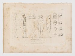 Anatomie du gladiateur combattant applicable aux beaux arts, 1812, Jean-Galbert Salvage