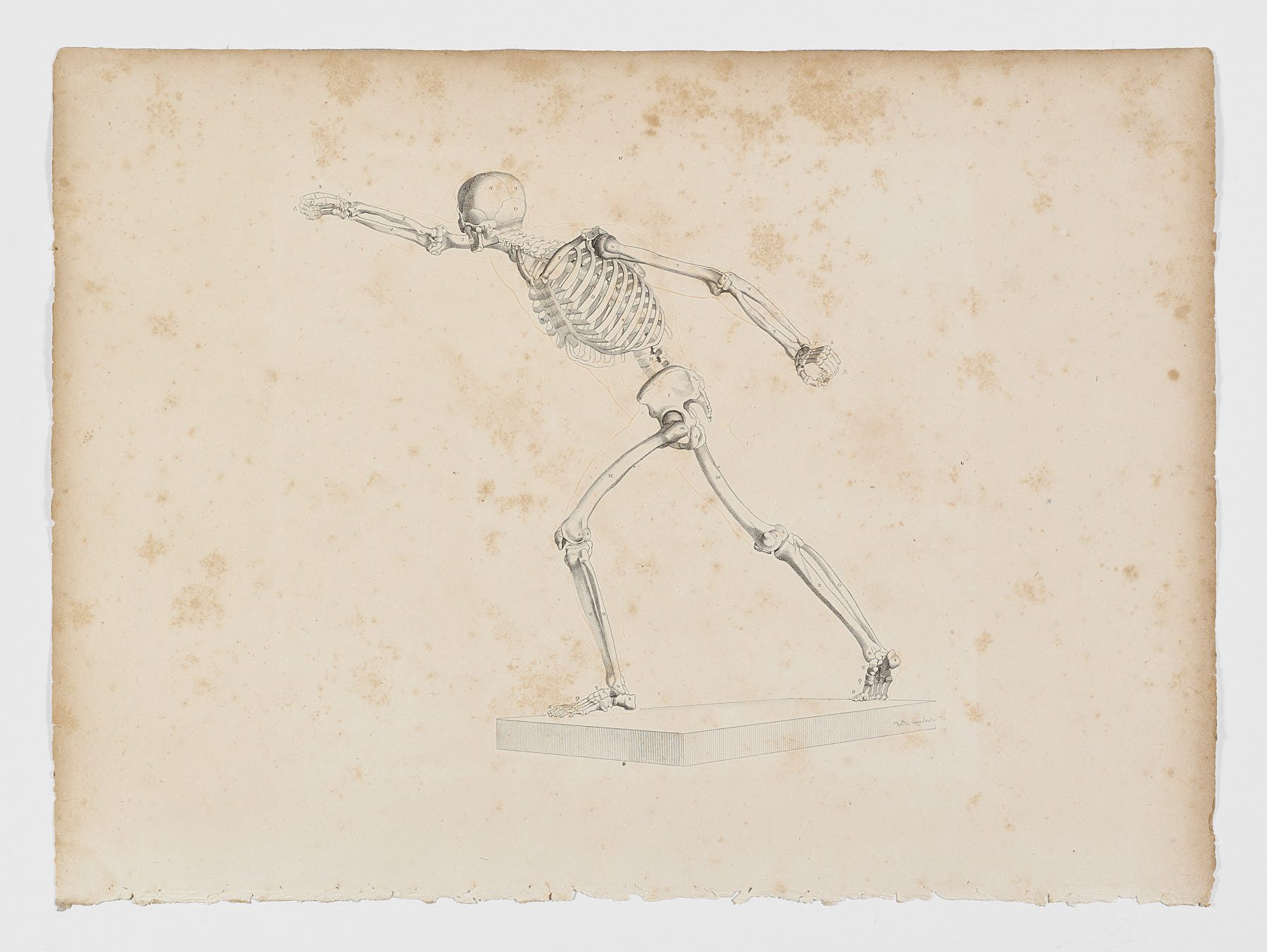 Anatomie du gladiateur combattant applicable aux beaux arts, 1812, Jean-Galbert Salvage