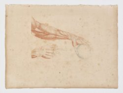 Anatomie du gladiateur combattant applicable aux beaux arts, 1812, Jean-Galbert Salvage