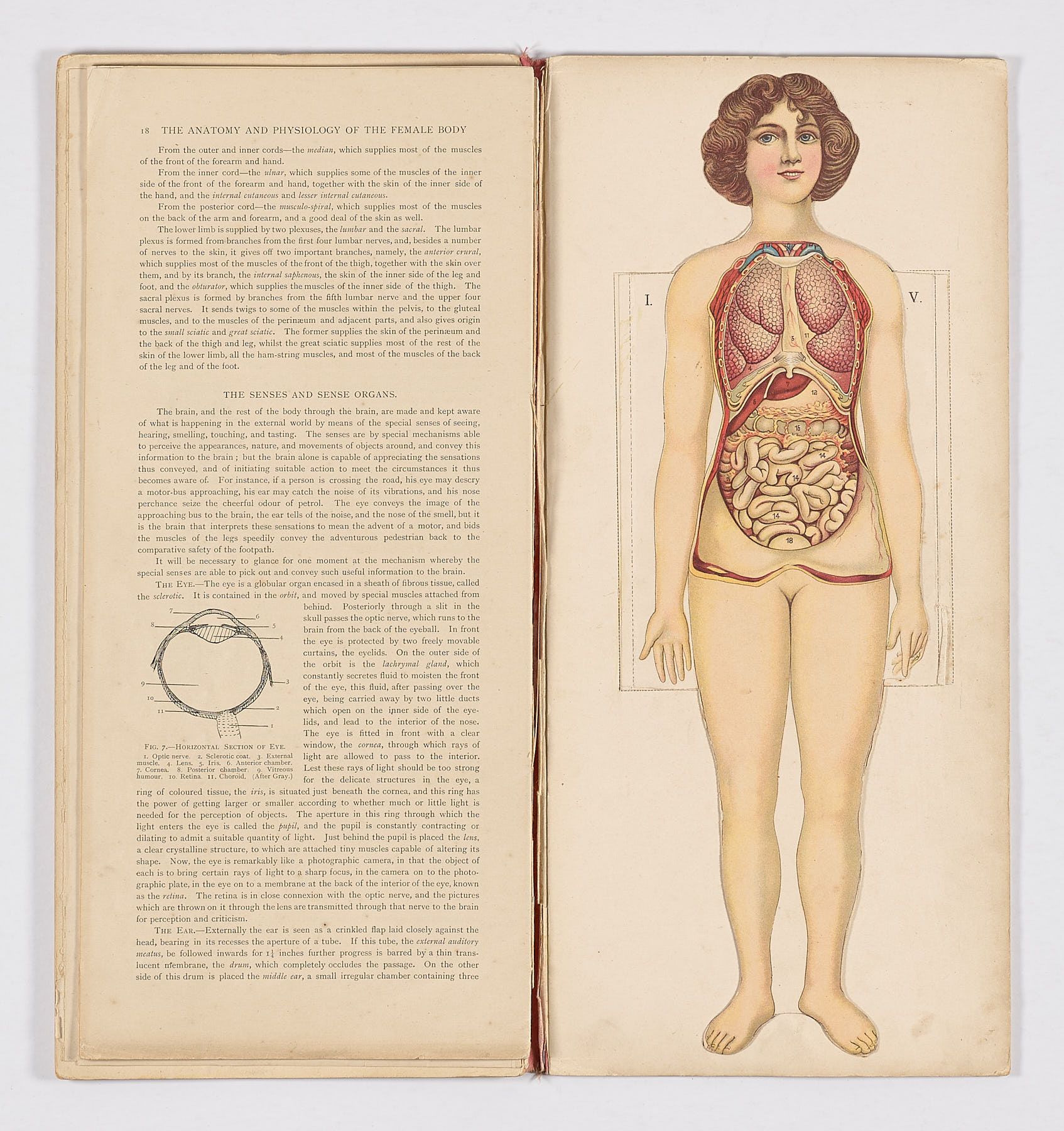 Bailliere's Popular Atlas of the Anatomy and Physiology of the Female Human Body, Hubert E.J. Biss