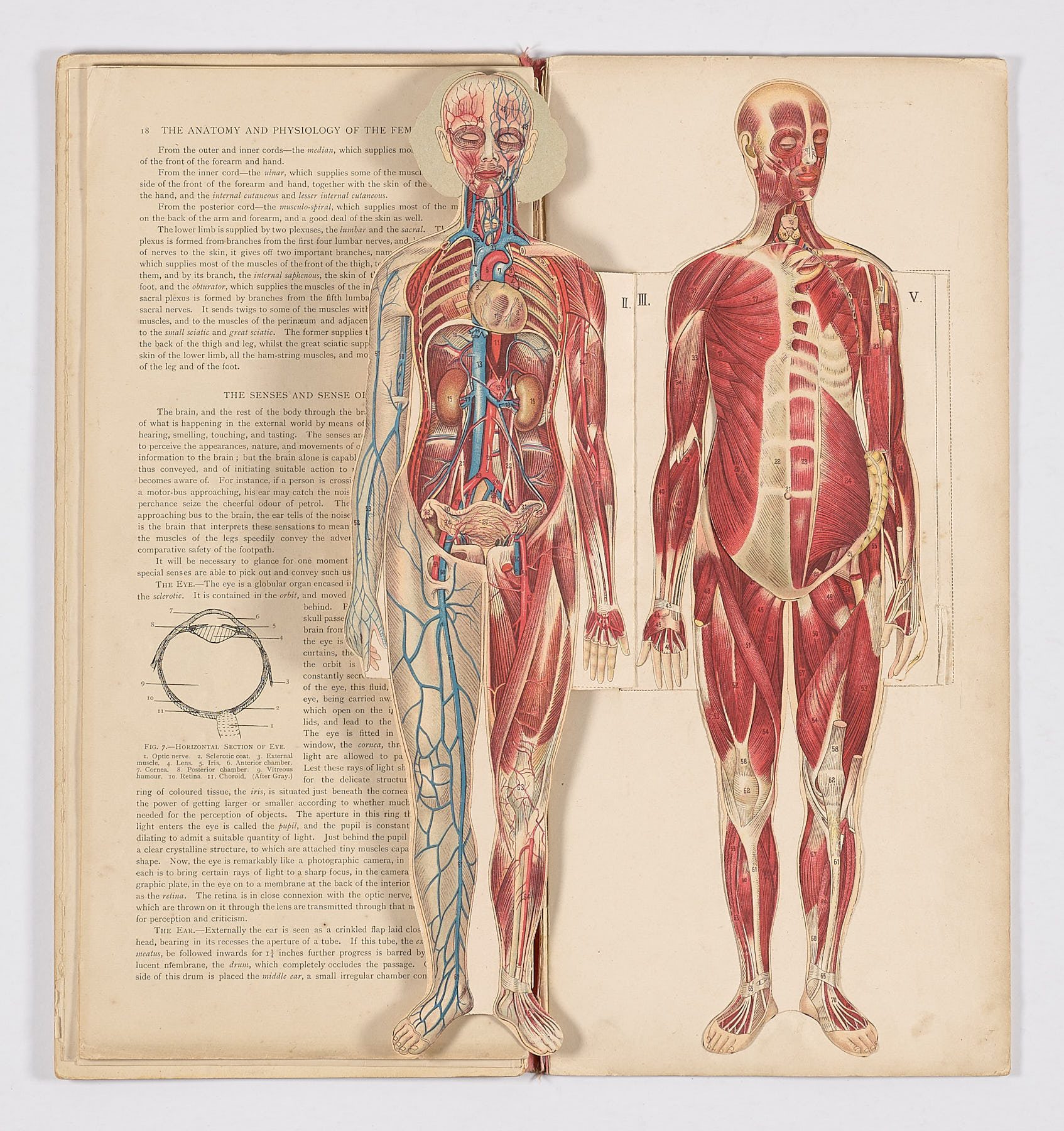 Bailliere's Popular Atlas of the Anatomy and Physiology of the Female Human Body, Hubert E.J. Biss