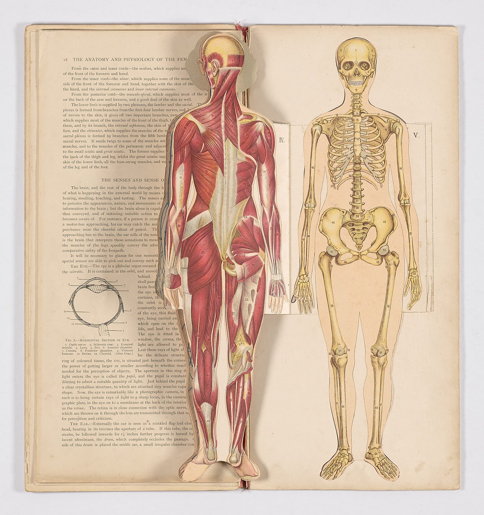 Bailliere's Popular Atlas of the Anatomy and Physiology of the Female Human Body, Hubert E.J. Biss