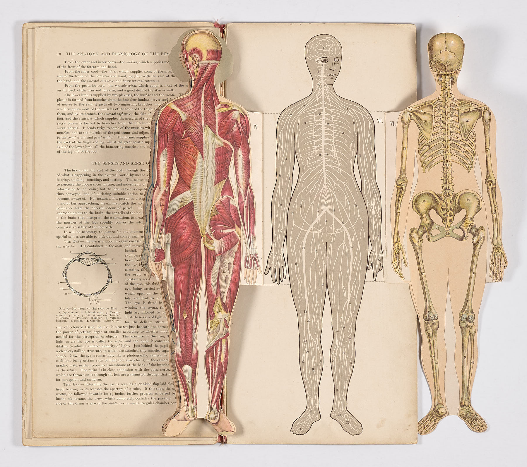 Bailliere's Popular Atlas of the Anatomy and Physiology of the Female Human Body, Hubert E.J. Biss