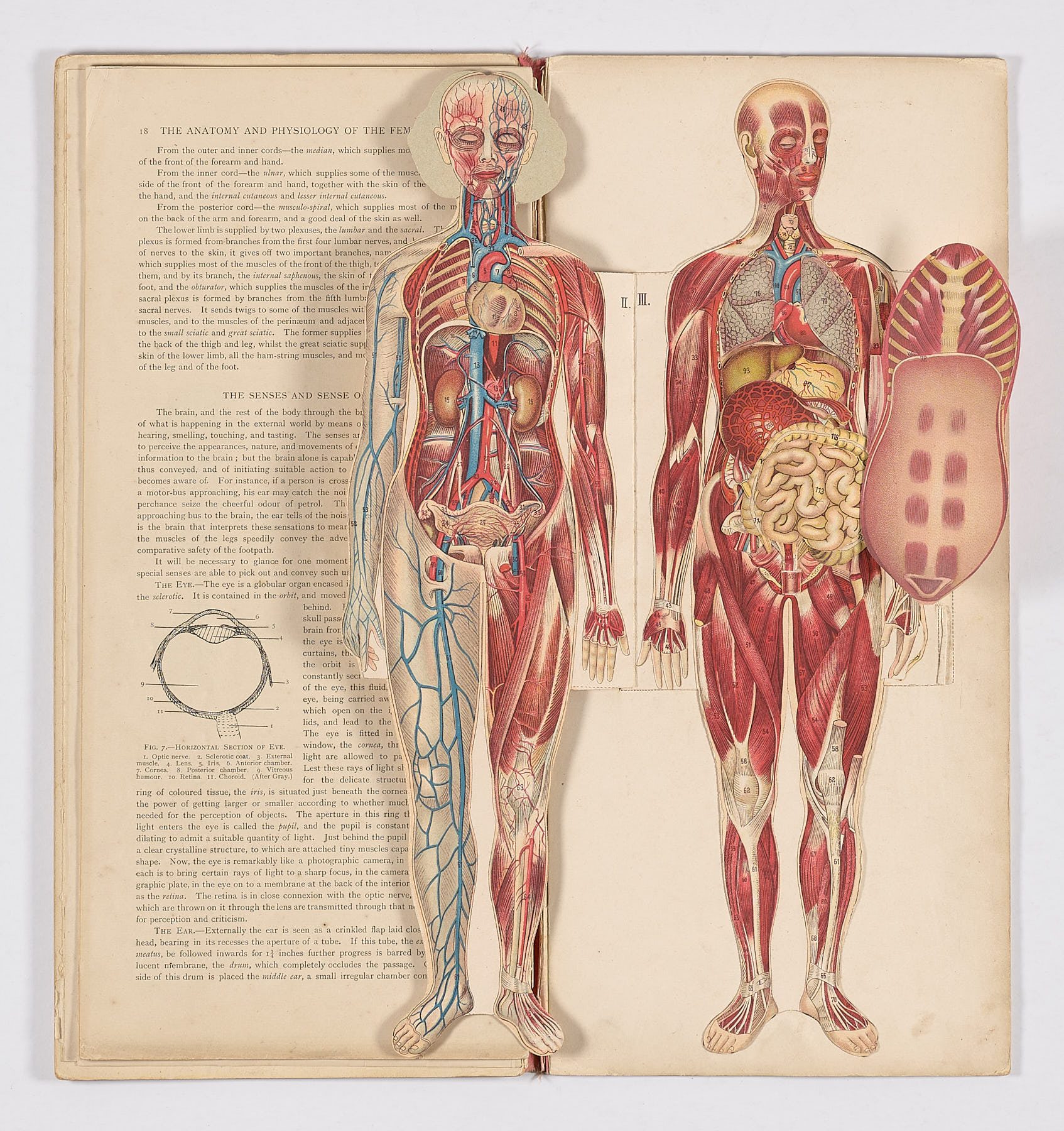 Bailliere's Popular Atlas of the Anatomy and Physiology of the Female Human Body, Hubert E.J. Biss
