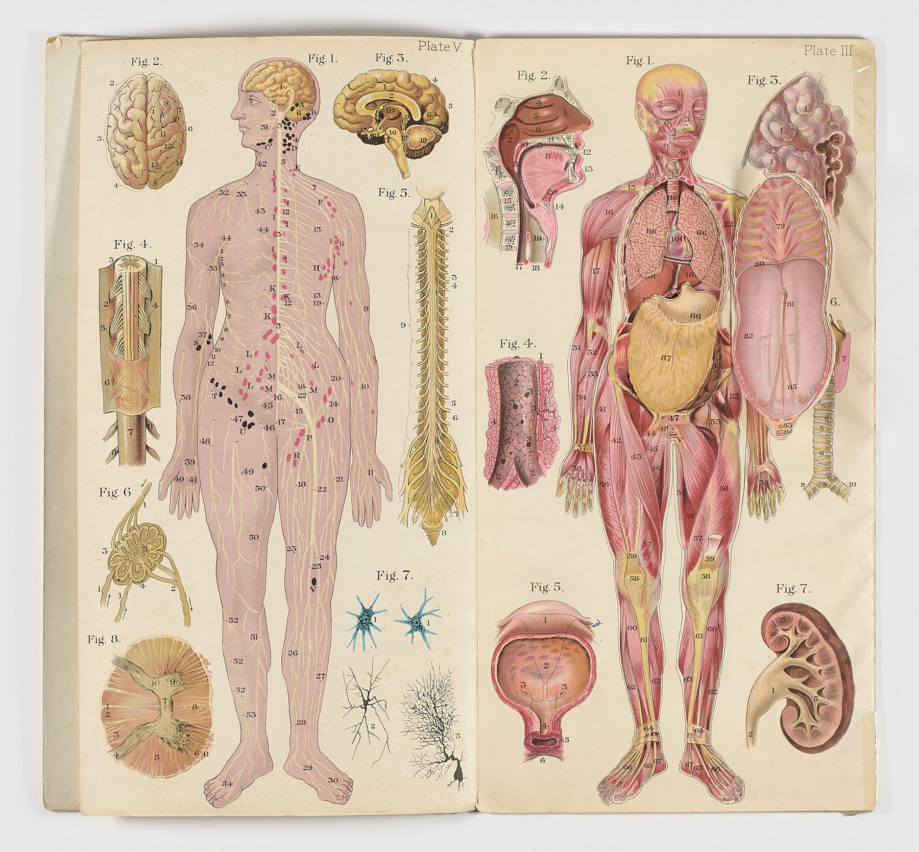 Baillière’s Popular Atlas of the Anatomy and Physiology of the Female Human Body - Imagen 5