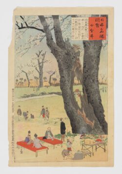 Cerezos en Koganei